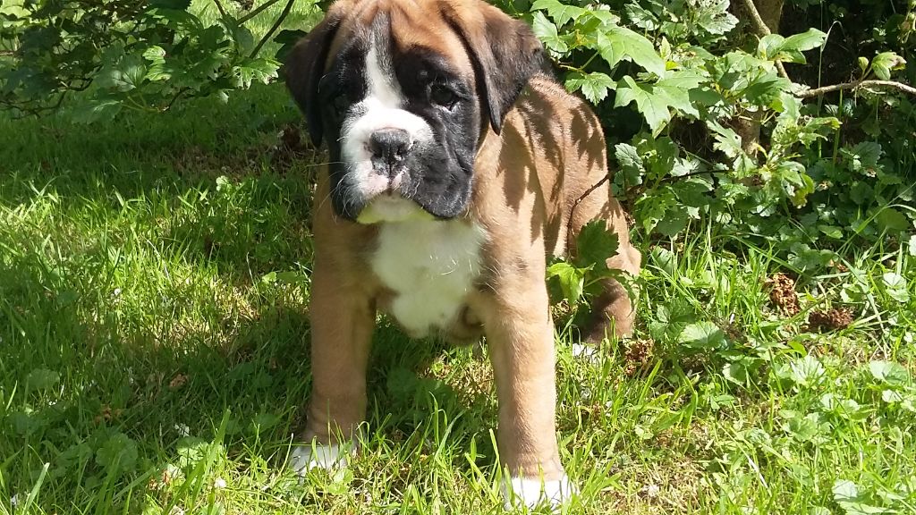 Du Val De L'Odon - Boxer - Portée née le 21/04/2019